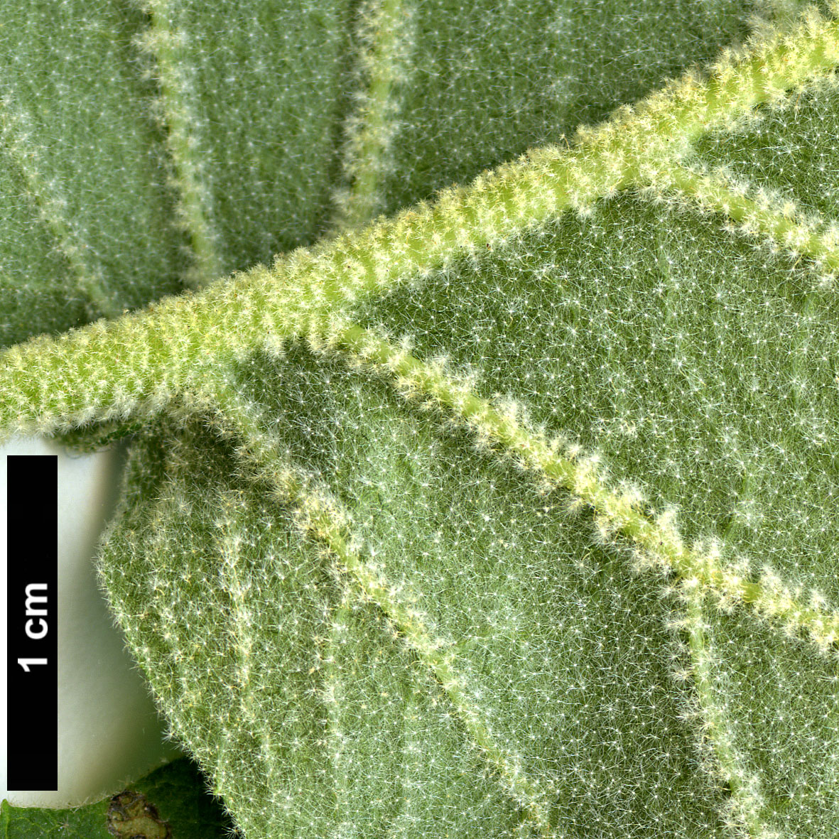 High resolution image: Family: Adoxaceae - Genus: Viburnum - Taxon: glomeratum - SpeciesSub: subsp. magnificum